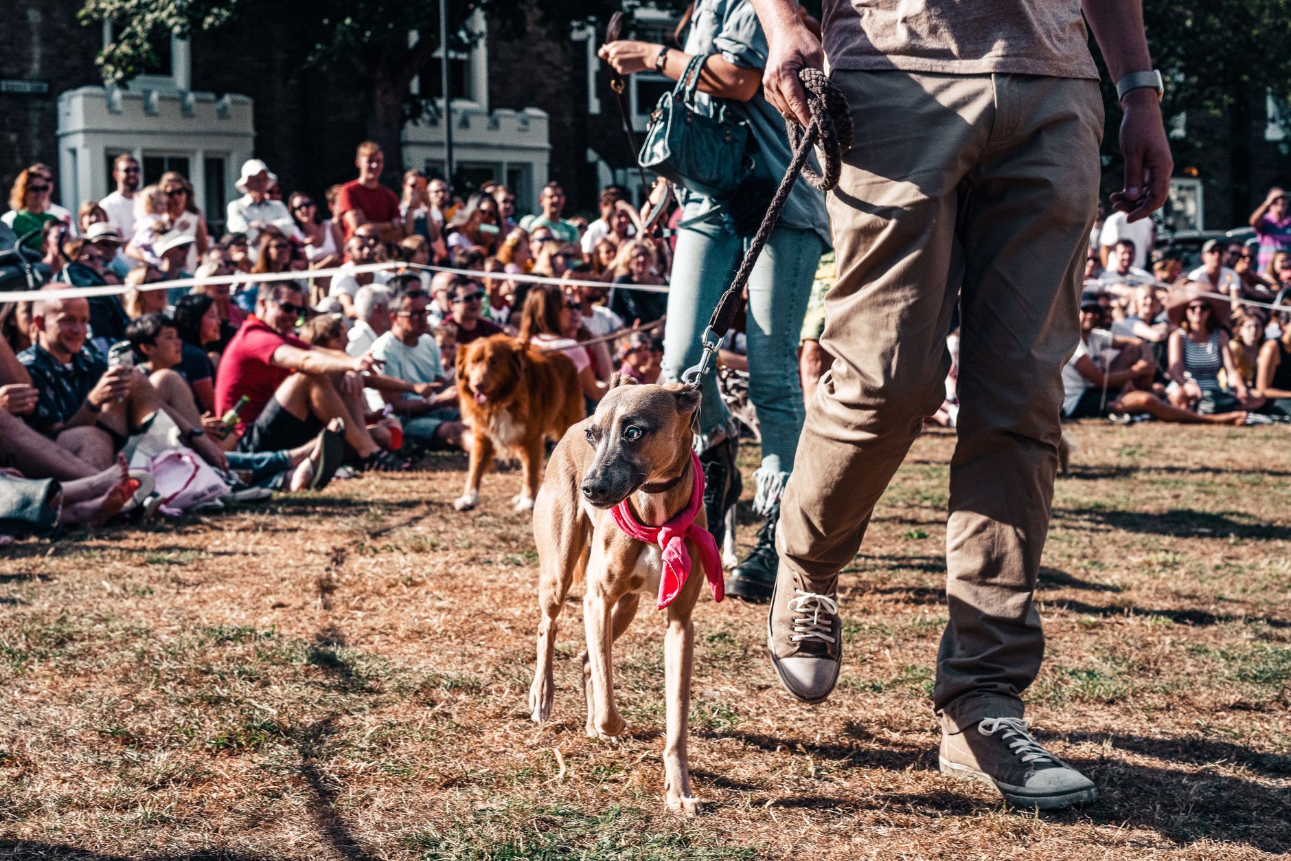 UK dog owners law change